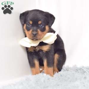 Raven, Rottweiler Puppy