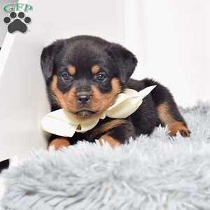 Raven, Rottweiler Puppy