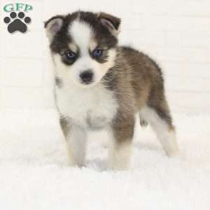 Beau, Pomsky Puppy