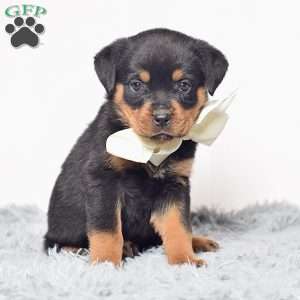 Raven, Rottweiler Puppy