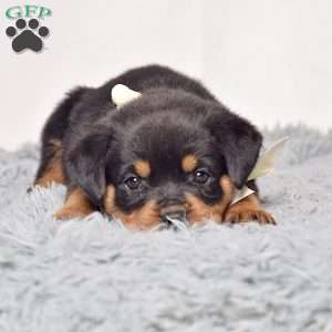 Raven, Rottweiler Puppy