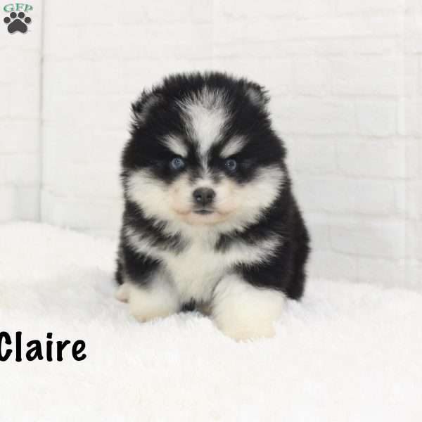 Claire, Pomsky Puppy