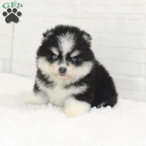 Claire, Pomsky Puppy