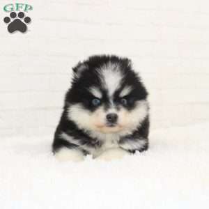 Claire, Pomsky Puppy