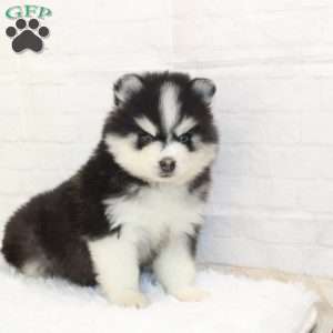 Caleb, Pomsky Puppy