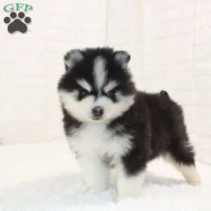 Caleb, Pomsky Puppy