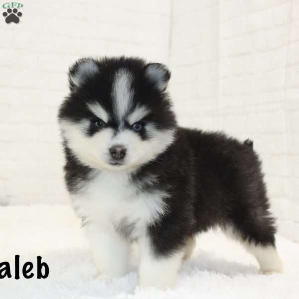 Caleb, Pomsky Puppy