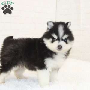 Caleb, Pomsky Puppy