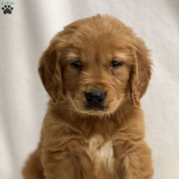 John, Golden Retriever Puppy