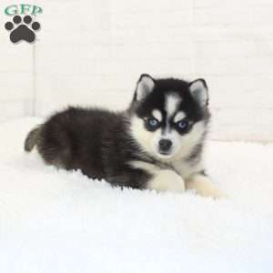 Daisy, Pomsky Puppy