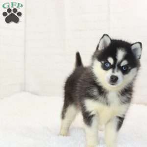 Daisy, Pomsky Puppy