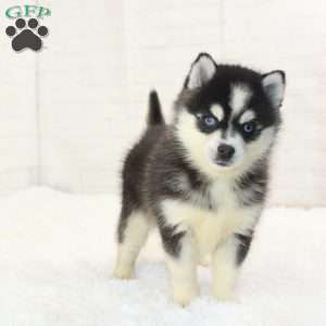 Daisy, Pomsky Puppy