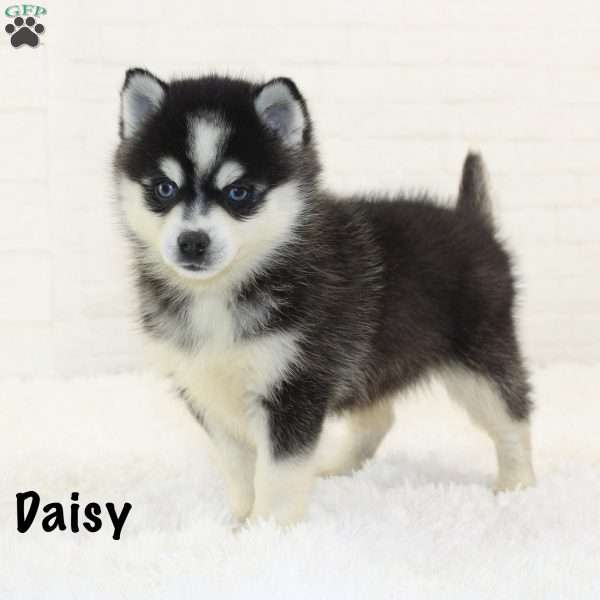 Daisy, Pomsky Puppy