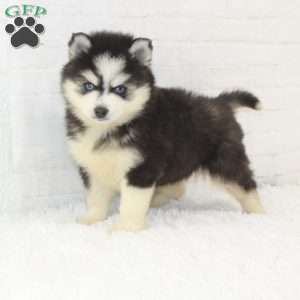 Dallas, Pomsky Puppy