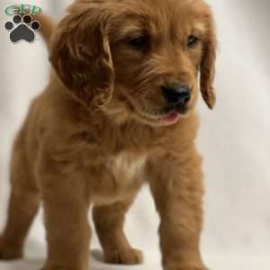 John, Golden Retriever Puppy