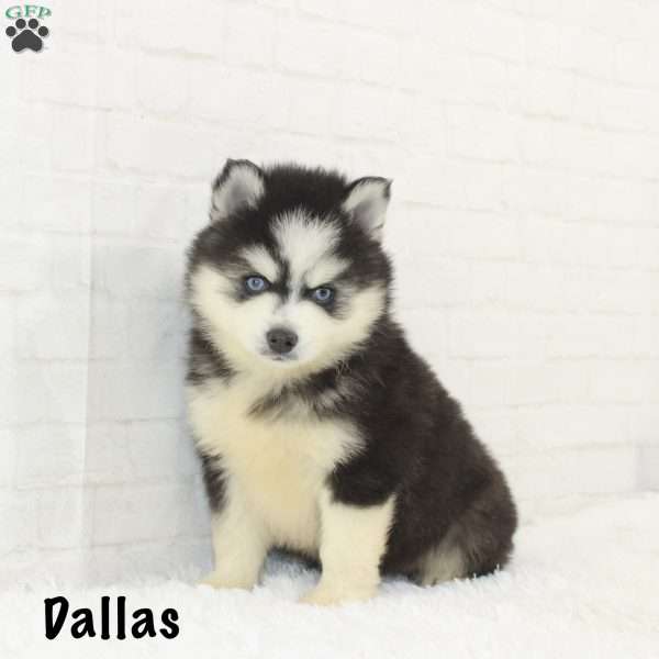Dallas, Pomsky Puppy