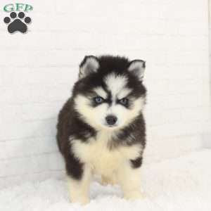 Dallas, Pomsky Puppy