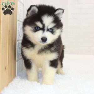 Dallas, Pomsky Puppy