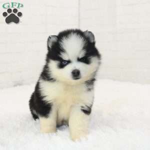 Dawson, Pomsky Puppy