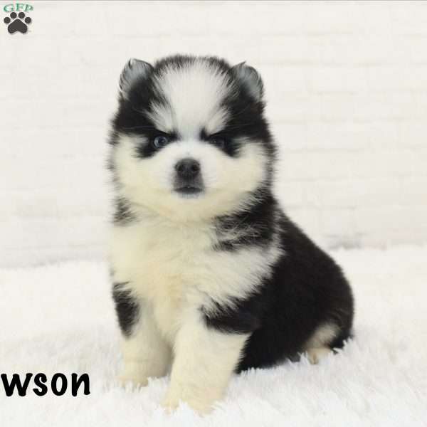 Dawson, Pomsky Puppy
