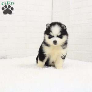 Dawson, Pomsky Puppy