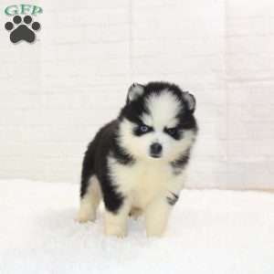 Dawson, Pomsky Puppy