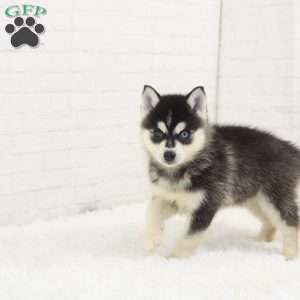 Dash, Pomsky Puppy