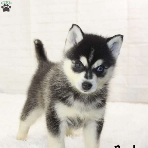 Dash, Pomsky Puppy