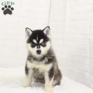 Dash, Pomsky Puppy