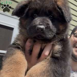 Xena, German Shepherd Puppy