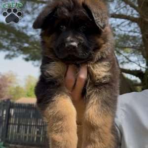 Xena, German Shepherd Puppy