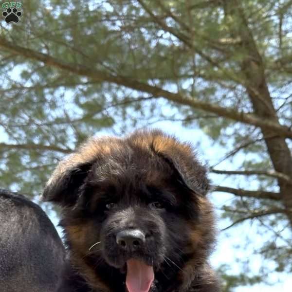 Xena, German Shepherd Puppy