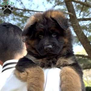 Xena, German Shepherd Puppy