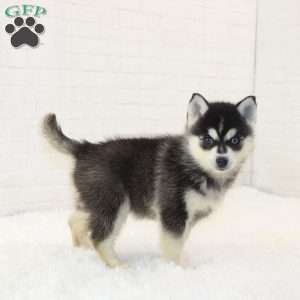 Dash, Pomsky Puppy