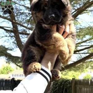 Xena, German Shepherd Puppy
