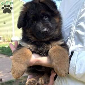 Xena, German Shepherd Puppy