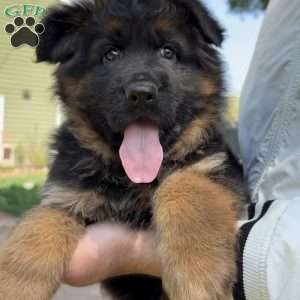 Xena, German Shepherd Puppy