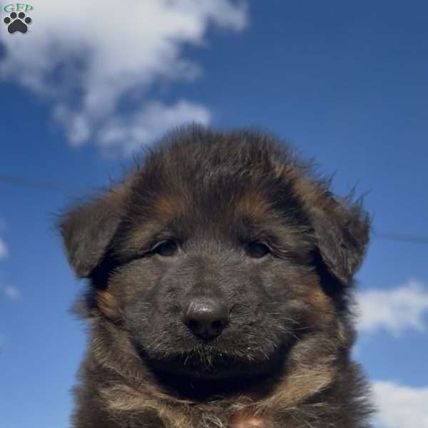 Diesel, German Shepherd Puppy
