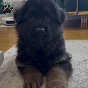 Diesel, German Shepherd Puppy