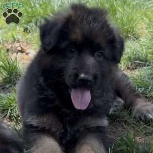 Diesel, German Shepherd Puppy