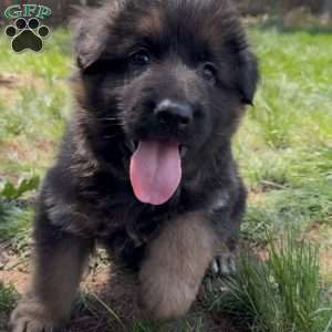 Diesel, German Shepherd Puppy