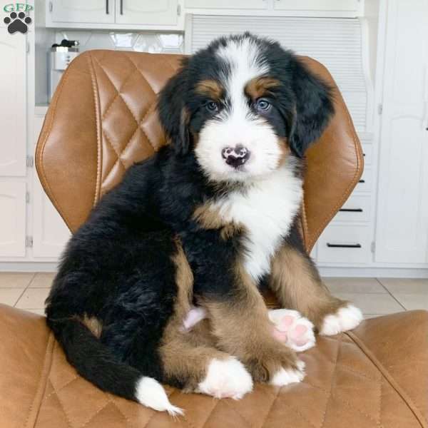 Oliver, Bernedoodle Puppy