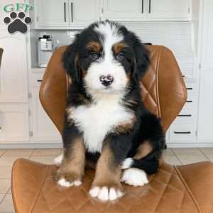 Oliver, Bernedoodle Puppy