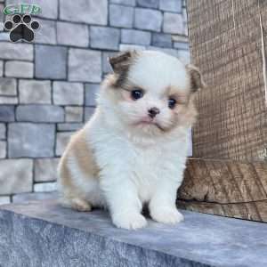 Chase, Shih-Pom Puppy