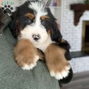 Oliver, Bernedoodle Puppy