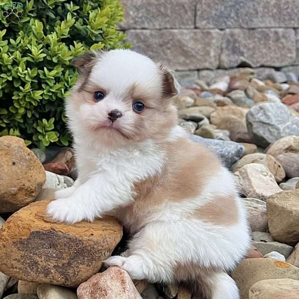 Chase, Shih-Pom Puppy