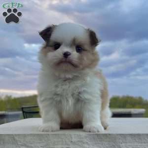 Chase, Shih-Pom Puppy