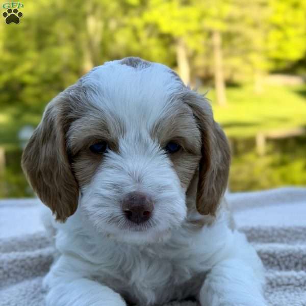 Daisy, Mini Goldendoodle Puppy
