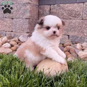 Chase, Shih-Pom Puppy