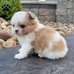 Chase, Shih-Pom Puppy